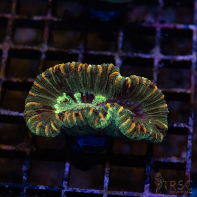 TRSC Premium Trachy/Welso Coral D05