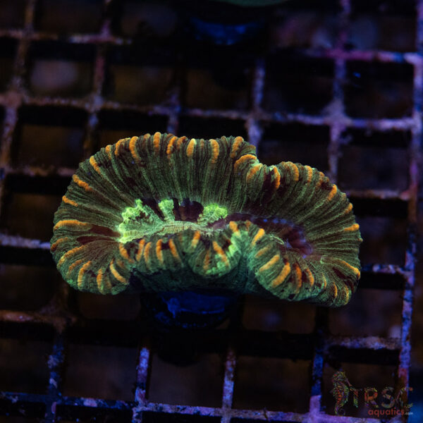 TRSC Premium Trachy/Welso Coral D05