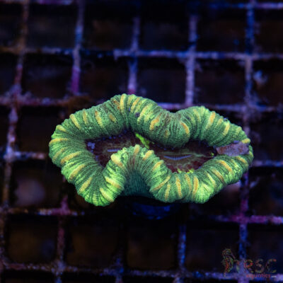 TRSC Premium Trachy/Welso Coral D06