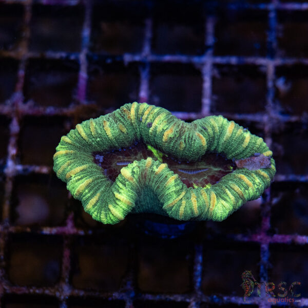 TRSC Premium Trachy/Welso Coral D06