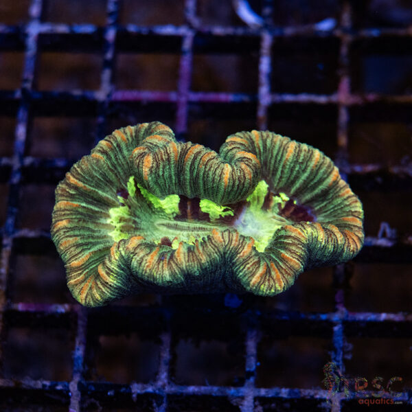 TRSC Premium Trachy/Welso Coral D07