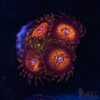 Nightmare Zoas A02 2 TRSC 09152025 ZOA A02