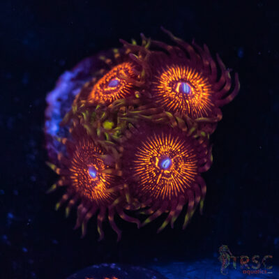 Nightmare Zoas A02