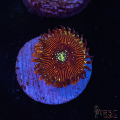 Magicians Zoa A03