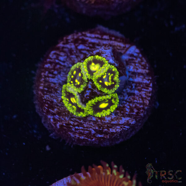 Exosphere Zoa A04