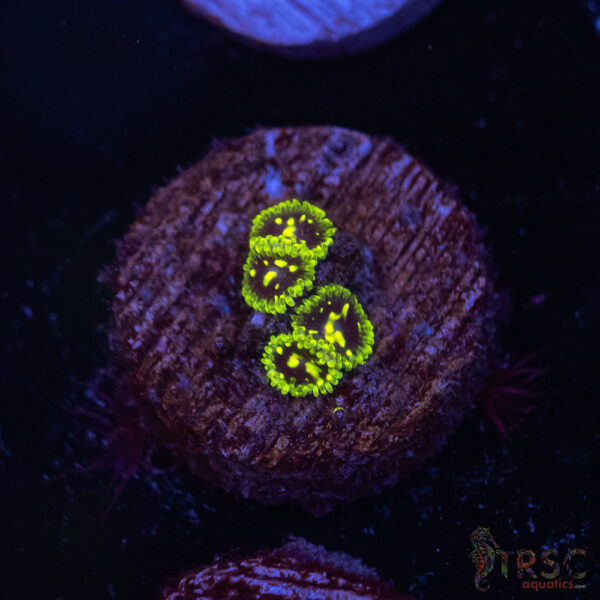 Exosphere Zoa A05