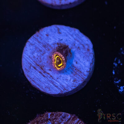 Stratosphere Zoa A06