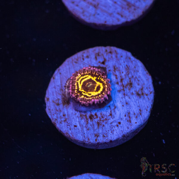 Stratosphere Zoa A07