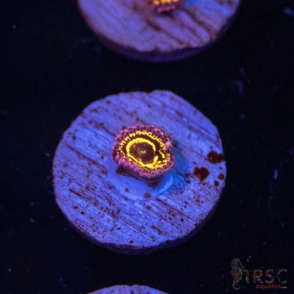 Stratosphere Zoa A08