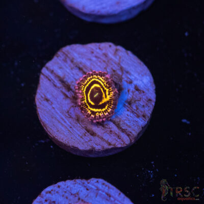 Stratosphere Zoa A09