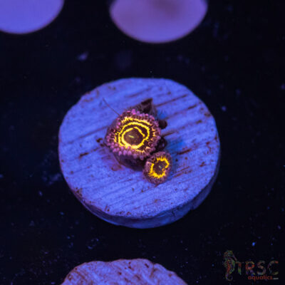 Stratosphere Zoa A10