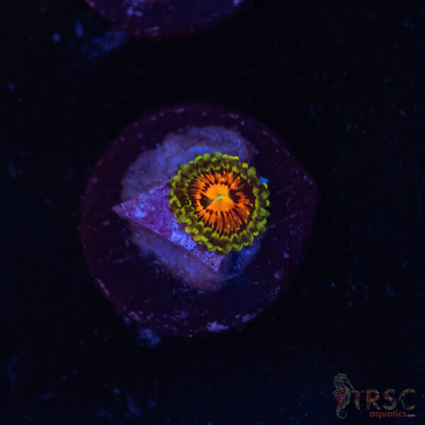 Rainbow Incinerator Zoa B01