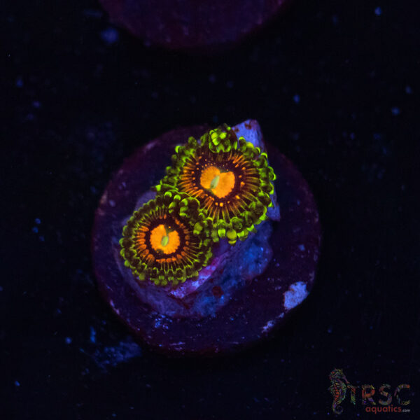 Rainbow Incinerator Zoa B02
