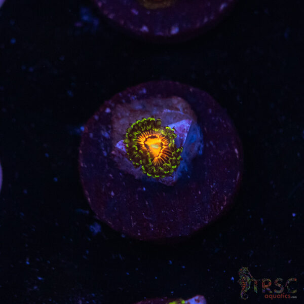 Rainbow Incinerator Zoa B03