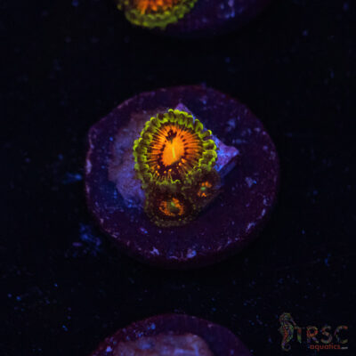 Rainbow Incinerator Zoa B04