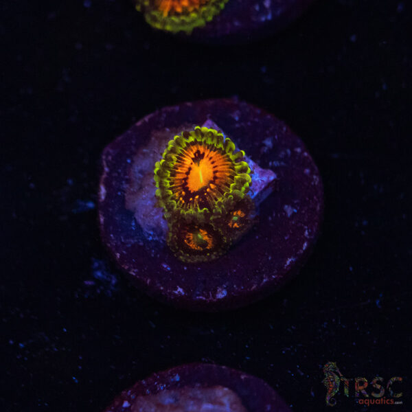 Rainbow Incinerator Zoa B04