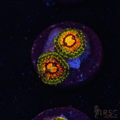 Rainbow Incinerator Zoa B05