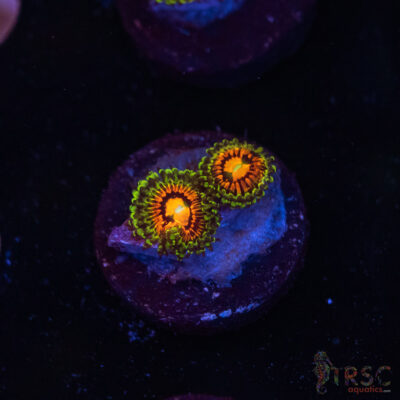 Rainbow Incinerator Zoa B06