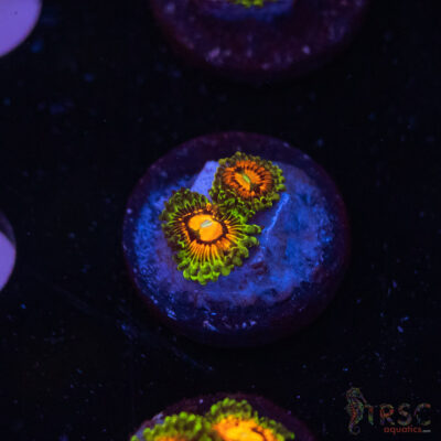 Rainbow Incinerator Zoa B08