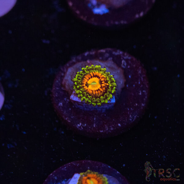 Rainbow Incinerator Zoa B09