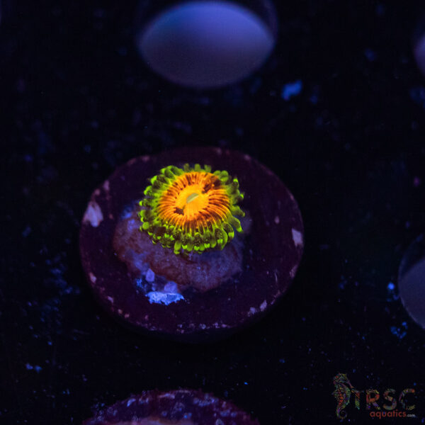 Rainbow Incinerator Zoa B10