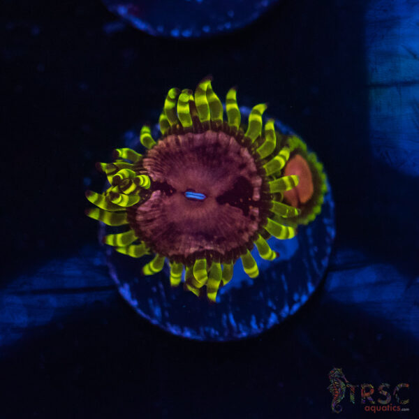 Purple Monster Palythoa C01