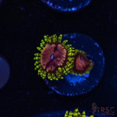Purple Monster Palythoa C02