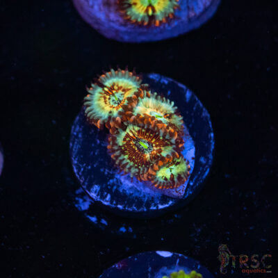 Seduction X Whitewalker Zoa C06