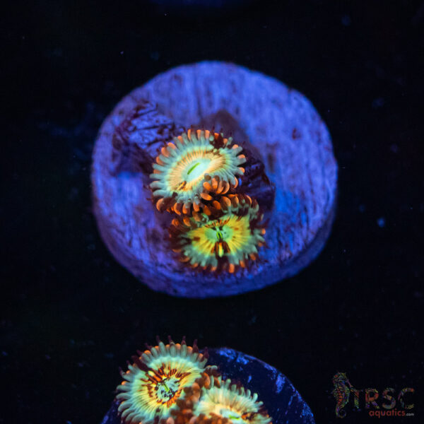 Seduction X Whitewalker Zoa C07