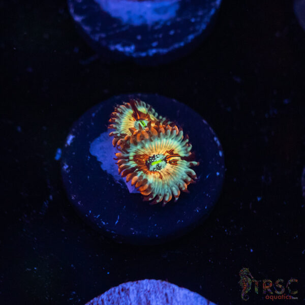 Seduction X Whitewalker Zoa C08