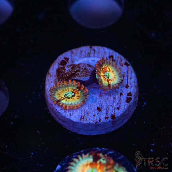 Seduction X Whitewalker Zoa C10
