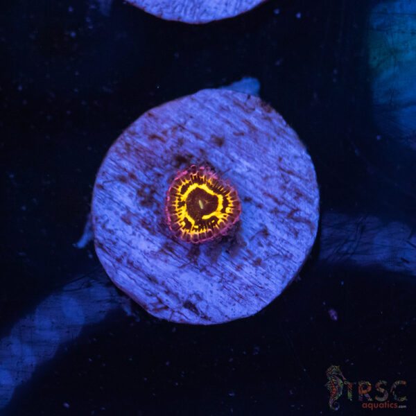 Stratosphere Zoa D01