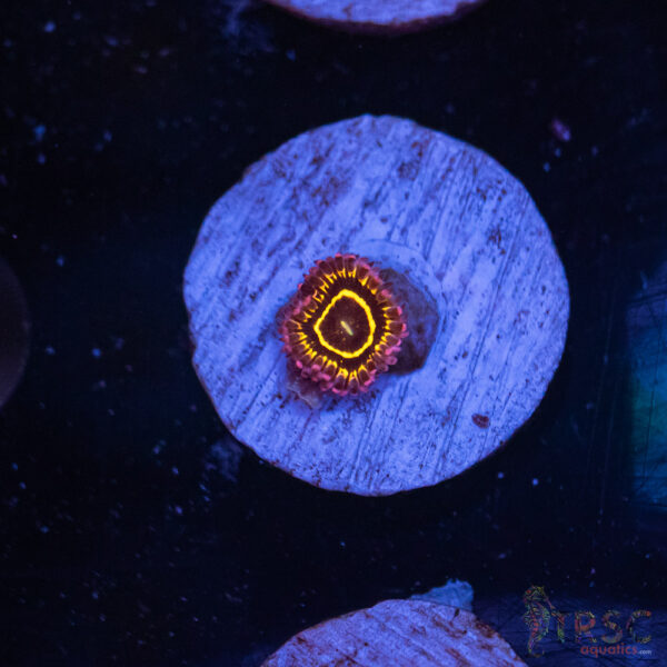 Stratosphere Zoa D02