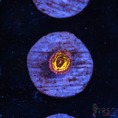 Stratosphere Zoa D03