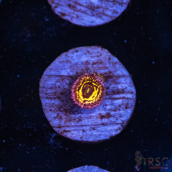 Stratosphere Zoa D03