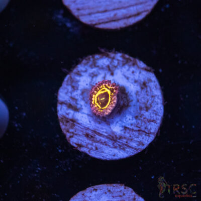 LIVE CORALS FOR SALE LPS, SPS, SOFTIES & DRY GOODS 25 Stratosphere Zoa D04