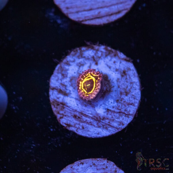 Stratosphere Zoa D04