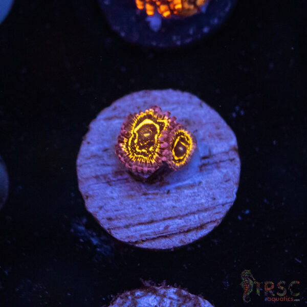 Stratosphere Zoa D05