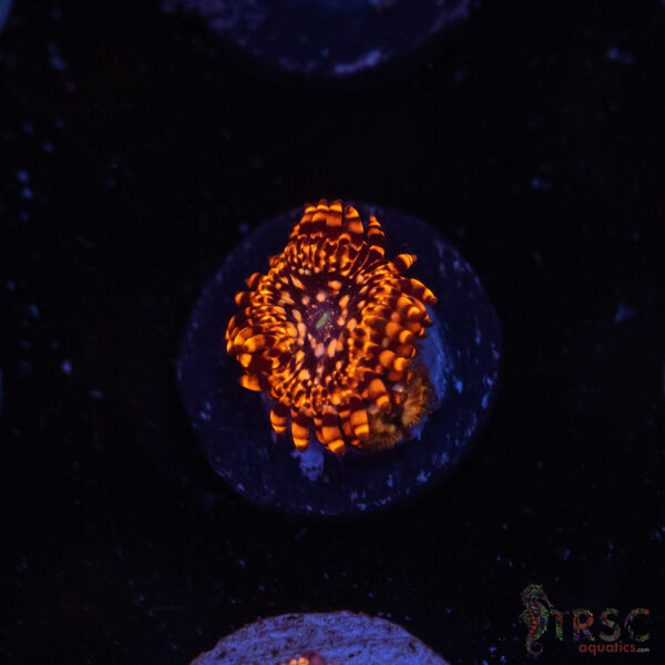 Utter Chaos Zoa C06