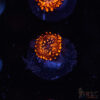 Utter Chaos Zoa C07 1 TRSC 09152025 ZOA D07