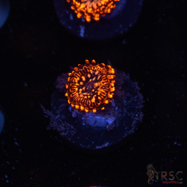 Utter Chaos Zoa C07