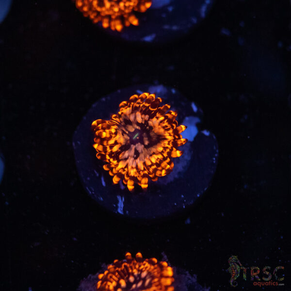 Utter Chaos Zoa C08