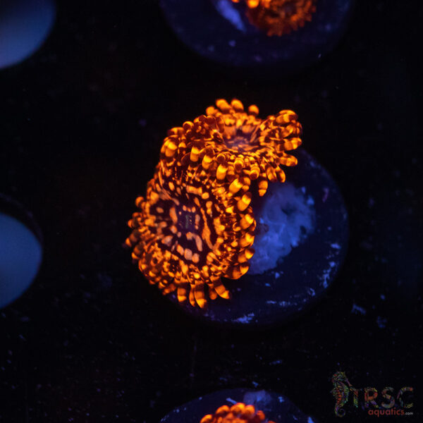 Utter Chaos Zoa C09