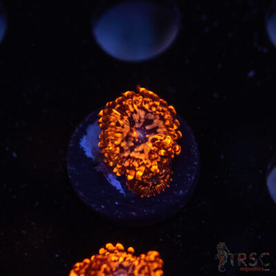 Utter Chaos Zoa C10