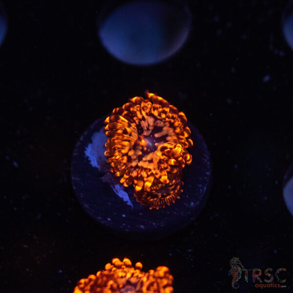 Utter Chaos Zoa C10