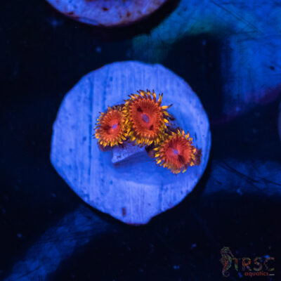 Pink Panther Zoa E01