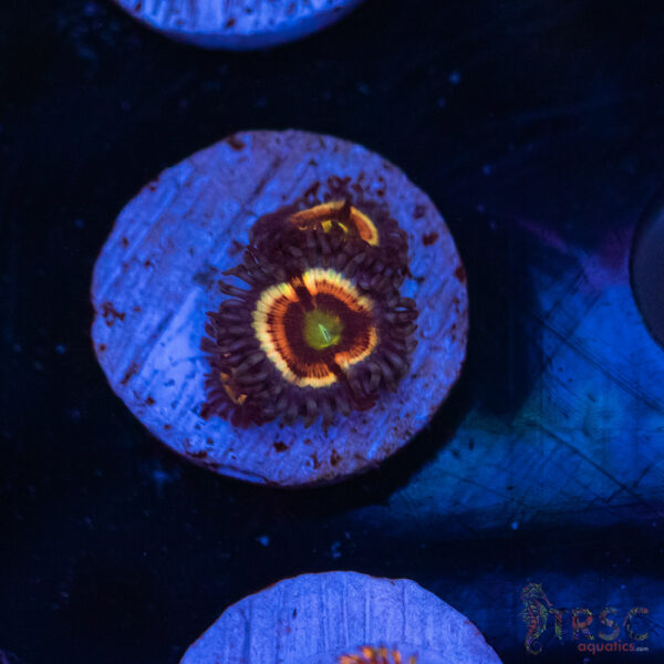 Vampire in Drag Zoa E02