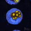 Midas Zoa E04 1 TRSC 09152025 ZOA E04