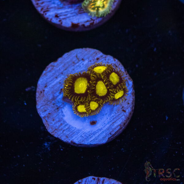 Midas Zoa E04
