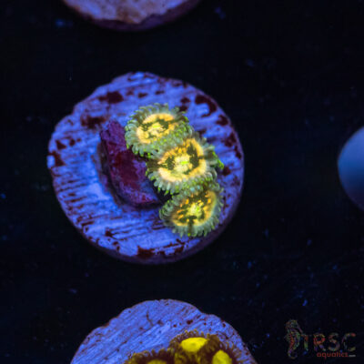 Ding Dang Palythoa E05